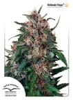 Holland's Hope Feminized Seeds-dp-hollandshope