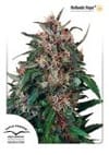 Holland's Hope Feminised Seeds-dp-hollandshope