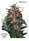 Holland's Hope Feminised Seeds-dp-hollandshope