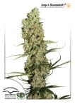 Jorge's Diamonds #1 Feminized Seeds-dp-jorgesdiamonds