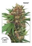 Master Kush Feminizované Semena-dp-master-kush
