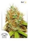 Mazar Feminized Seeds-dp-mazar