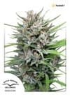 Passion #1 Feminized Seeds-dp-passion-1