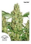 Power Plant Feminised Seeds-dp-powerplant