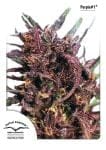 Purple #1 Feminised Seeds-dp-purple-1