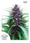 Shaman Feminized Seeds-dp-shaman