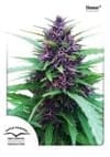 Shaman Feminised Seeds-dp-shaman
