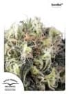 Snow Bud Feminisiert Samen-dp-snowbud