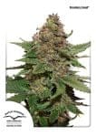 Strawberry Cough θηλυκοποιημένα σπόροι-dp-strawberrycough