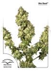 Ultra Skunk Feminisiert Saatgut-dp-ultraskunk