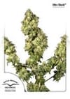 Ultra Skunk Feminisiert Saatgut-dp-ultraskunk