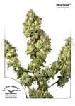 Ultra Skunk θηλυκοποιημένα σπόροι-dp-ultraskunk