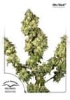 Ultra Skunk Feminized Seeds-dp-ultraskunk