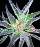 Space Feminised Seeds-space