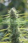 Colombian Gold Feminised Seeds-colombian-gold