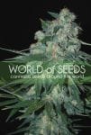 Ketama Feminised Seeds-ketama