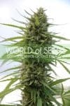 Kilimanjaro Feminised Seeds-kilimanjaro
