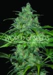 Wild Thailand Feminised Seeds-wild-thailand
