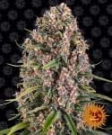 Blue Cheese (Blueberry Cheese) Feminizada Sementes-blue-cheese