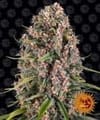 Blue Cheese (Blueberry Cheese) Feminized Seeds-blue-cheese