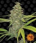 G13 Haze феминизирани семена-g13-haze