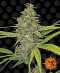 G13 Haze Feminisiert Samen-g13-haze