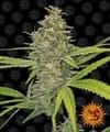 G13 Haze Feminisiert Samen-g13-haze