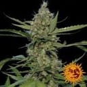 Laughing Buddha Feminisiert Samen-laughing-buddha