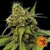 Utopia Haze Feminisiert Samen-utopia-haze