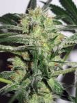 Ice Feminised Seeds-ice
