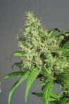 S.A.G.E Feminised Seeds-THS-S025
