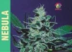 Nebula Feminised Seeds-nebula