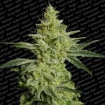 Allkush Feminised Seeds-paradise-allkush