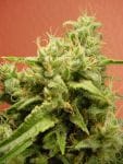 Opium Feminised Seeds-opium
