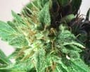 Afrodite Feminised Seeds-afrodite