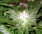 La Blanca Feminised Seeds-la-blanca