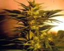 Skunk + (Power Skunk) Feminised Seeds-power-skunk