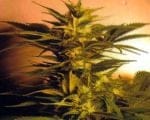 Skunk + (Power Skunk) Feminised Seeds-power-skunk