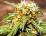 Thai Fantasy Feminised Seeds-thai-fantasy