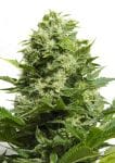 Big Buddha Cheese Feminised Seeds-BB-Big-Buddha-Cheese