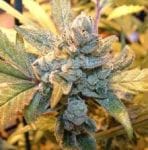 Blue Cheese Feminised Seeds-BB-Blue-cheese