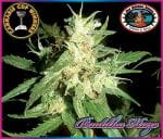 Buddha Haze Feminised Seeds-buddha-haze