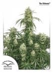 The Ultimate Feminized Seeds-dptheultimate