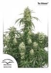 The Ultimate Feminized Seeds-dptheultimate