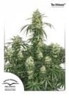 The Ultimate Feminised Seeds-dptheultimate