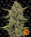 Acapulco Gold Feminisiert Samen-acapulco-gold