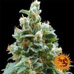 Vanilla Kush θηλυκοποιημένα σπόροι-vanilla-kush