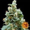 Vanilla Kush Feminisiert Samen-vanilla-kush