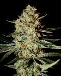 Himalayan Gold Feminised Seeds-gh-himalay-gold