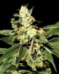 Trainwreck Feminised Seeds-gh-trainwreck